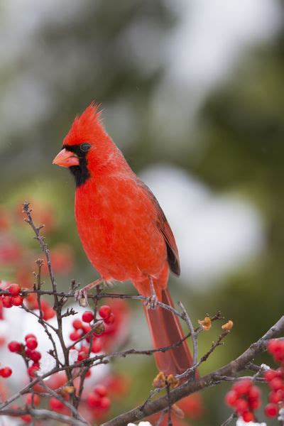Northern Cardinal Male In Common Winterberry Bush In Winter