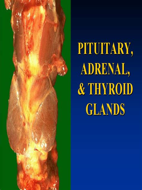 Pituitary Adrenal And Thyroid Glands Pdf Adrenal Gland Hypothalamus