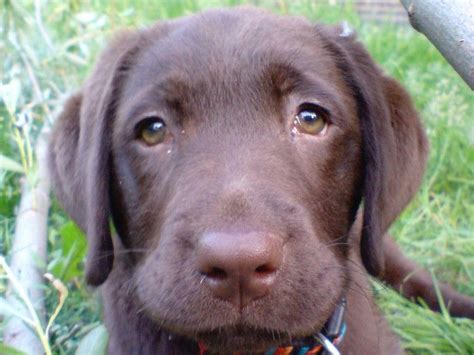 Dogs Evolved ‘puppy Dog Eyes To Help Them Get On With Humans Study