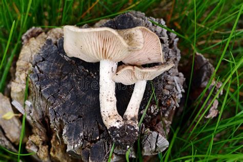 Spring Edible Mushroom On The Garden Lawn Stock Photo Image Of Vegan