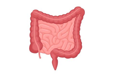 Human Intestines Anatomy Abdominal Cavity Digestive And Excretion