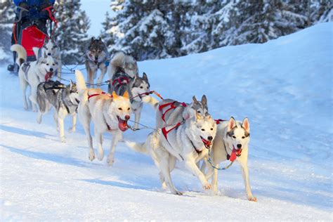 Fun Things To Do In Lapland Travel Moments In Time Travel