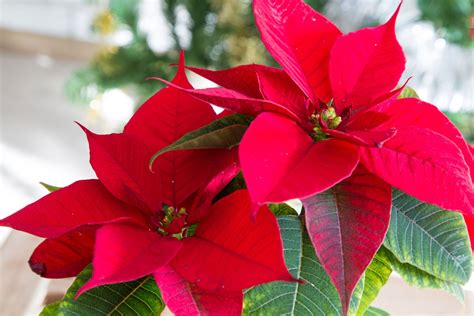 Story Behind Poinsettias Learn About Poinsettia Flower History