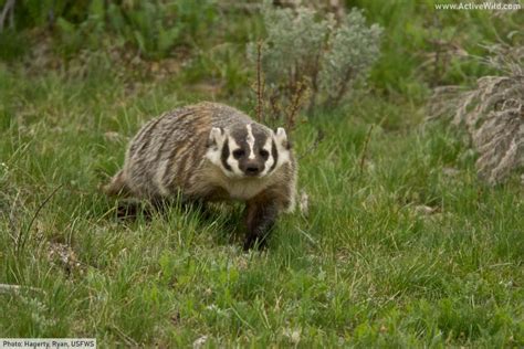 American Badger Facts Pictures And In Depth Information Kiến Thức Cho