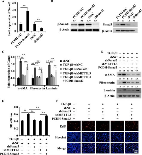Modulation Of Smad3 Expression Regulated Mettl3 Mediated Effects On