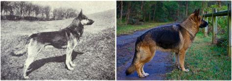 Incredible Then And Now Pictures That Show What Popular Dog Breeds