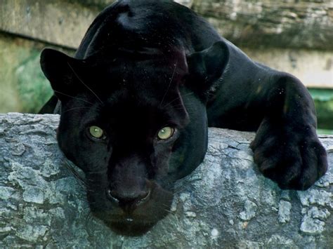 Black Jaguar At The Jacksonville Zoo Smithsonian Photo Contest
