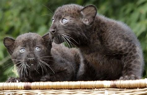 Est100 一些攝影some Photos Twin Panther Cubs Baby Black Panther Tierpark Zoo In Berlin 雙胞胎小豹