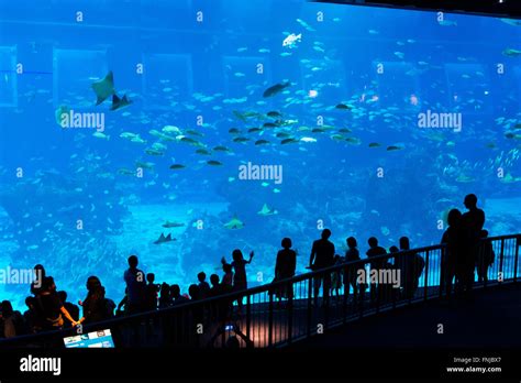 Panoramic Marine Viewing Panel At The Sea Aquarium Sentosa Singapore