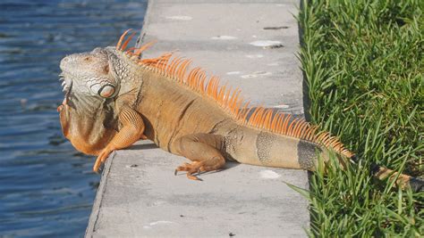 Invasive Iguanas On The Run From Florida Fish And Wildlife In South Florida