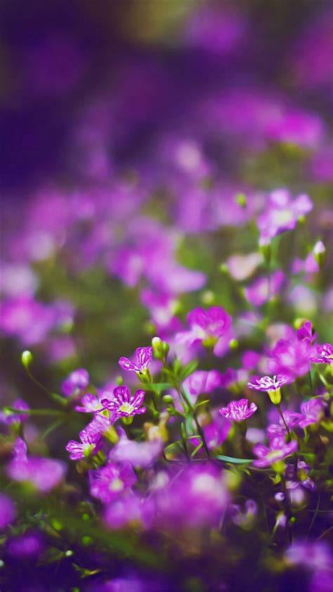 Beautiful Purple Flower Field Blur Bokeh Iphone 8
