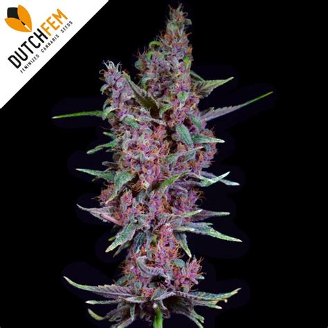 Buy Purple Og Kush Feminized Cannabis Seeds Online From Dutchfem