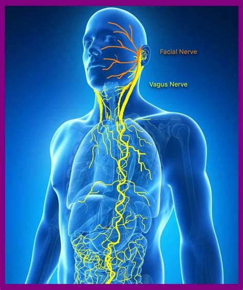 Anatomy Head And Neck Anterior Vagus Nerve Statpearls Ncbi Bookshelf