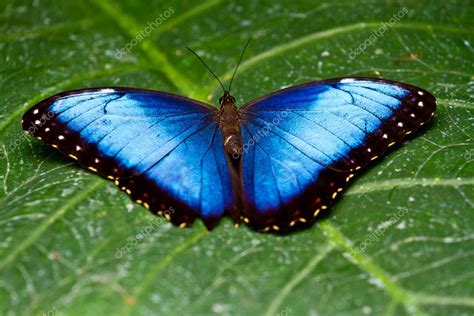 Mariposa Morfo Azul Fotografía De Stock © Mojojojo 7194040