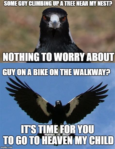 Magpie Memes And S Imgflip