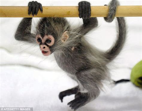 Cool Animals Pictures The Cutest Little Baby Monkey Cool Image Gallery