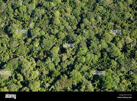Amazon Rainforest Aerial View Para State Brazil Stock Photo Alamy