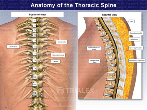 Anatomy Of The Thoracic Spine Trial Exhibits Inc
