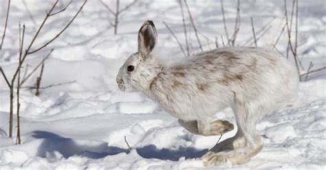 Snowshoe Hare Pictures Az Animals