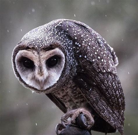 643 Best Images About Spooky Owls On Pinterest Birds Of Prey Long