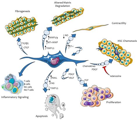 Cystic Fibrosis Cell Signaling Pathway