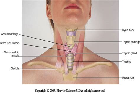 Neck And Throat Anatomy Diagram Anatomy Of Mouth And Throat Sergioramos