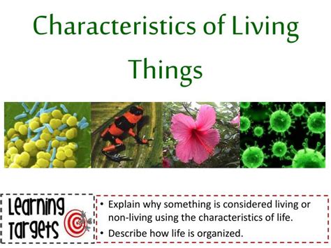 Ppt Characteristics Of Living Things Powerpoint