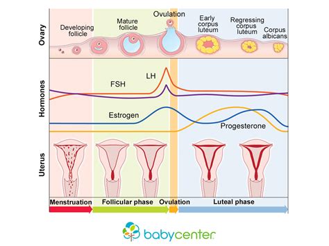 Gcse Biology Menstrual Cycle Puberty Worksheet Video Gambaran