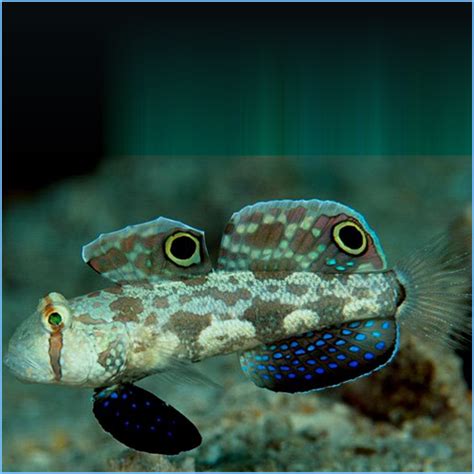 Two Spotted Goby Petes Aquariums And Fish