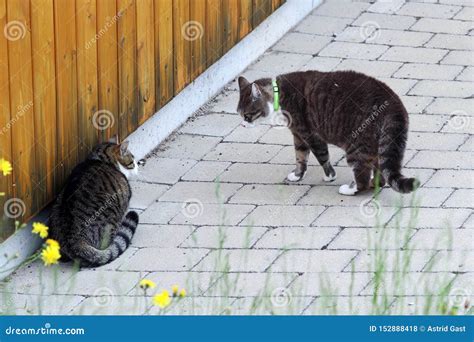 Two Male Cats Arguing Cattle Fight Among Tomcats Stock Photo Image