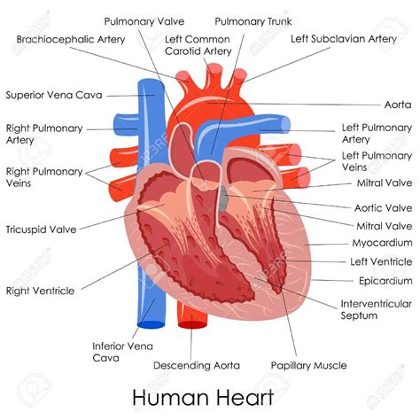 Heart Anatomy Diagram Labeled