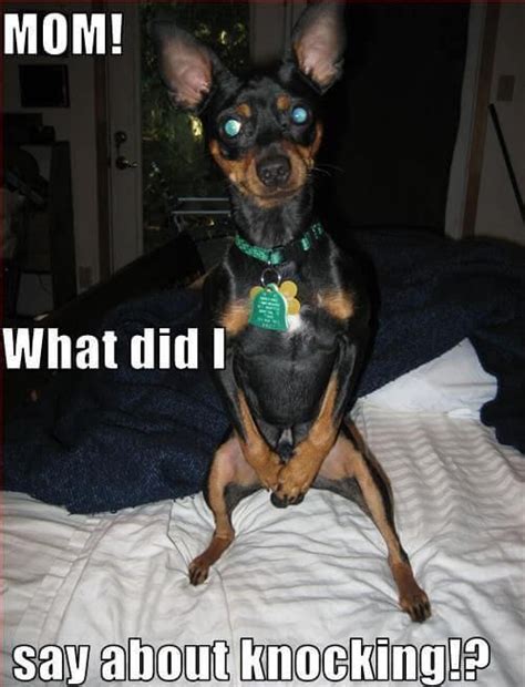 15 Hilarious Miniature Pinscher Memes Will Make Your Day Page 2 Of 5