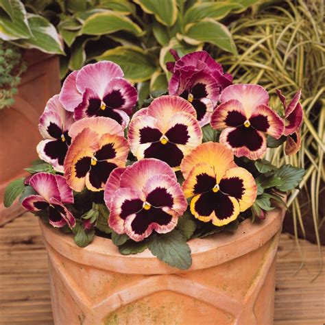 Pansy Matrix Sunrise Pack Of 3 Garden Ready 7cm Pots