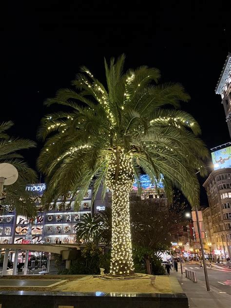 We did not find results for: Palm Tree in Christmas Lights in 2020 | Palm tree ...