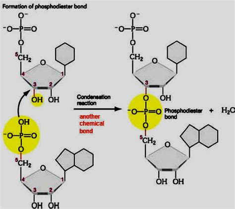 Ligase Enzyme Function Steps Of The Nick Sealing Reaction Catalyzed