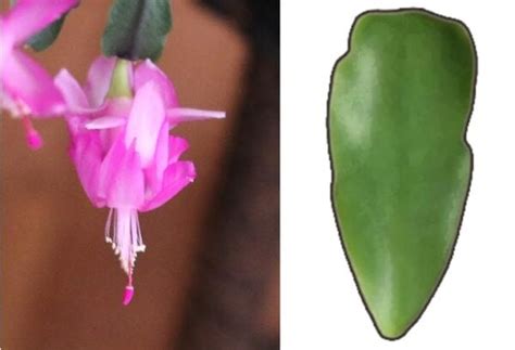 The christmas cactus's scientific name is schlumbergera. Christmas Cactus or Thanksgiving? How to ID Your Plant
