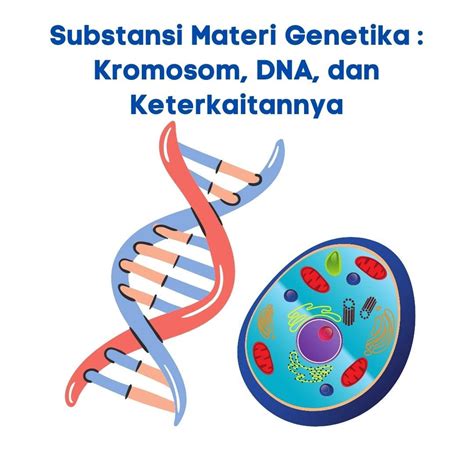 Substansi Materi Genetika Kromosom Dna Gen Dan Keterkaitannya