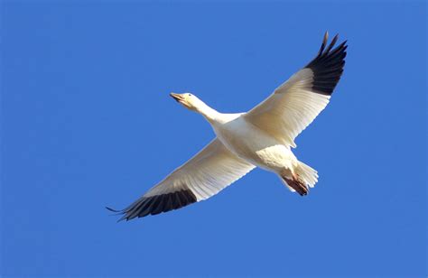 Snow Geese — Southern Wisconsin Bird Alliance