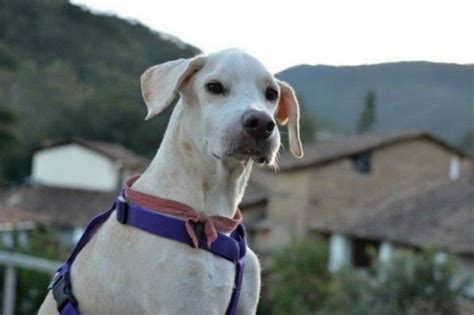 We serve thousands of happy clients each and every. Saving neglected and abused animals on GoFundMe - $0 ...