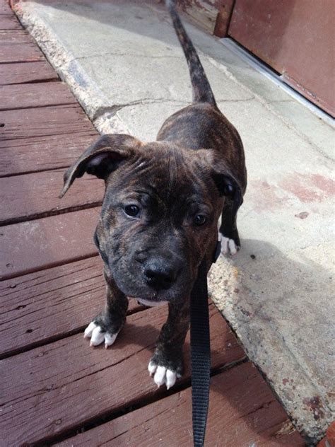 Shes 10 weeks old, up to date on all deworming and vaccinations. Neighbors new brindle pitbull puppy. : aww