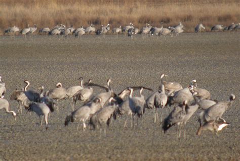 Walcreeper Cranes Pyrenees Guest House Nature Tours Lammergeier