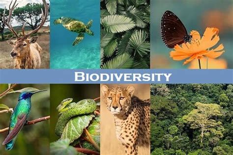 Biodiversity Definition Conservation Importance Threats Basic