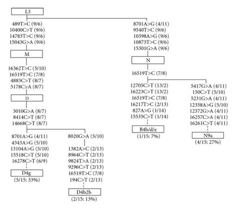 Associations Between Japanese Haplogroups And Mtsnps Of The 15 Download Scientific Diagram