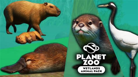 Wetlands Animal Pack Quick Overview Planet Zoo Youtube