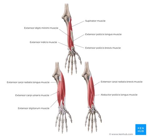 Learn Forearm Extensor Muscle Anatomy With Quizzes Kenhub