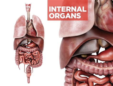 Male Anatomy Internal Organs Russell Kightley Scientific Illustrator