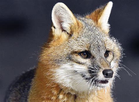 Gray Foxes Move North The Timberjay