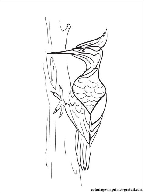 When citing a website the general format is as follows. Coloriage et dessin Pivert à imprimer | Coloriage à ...