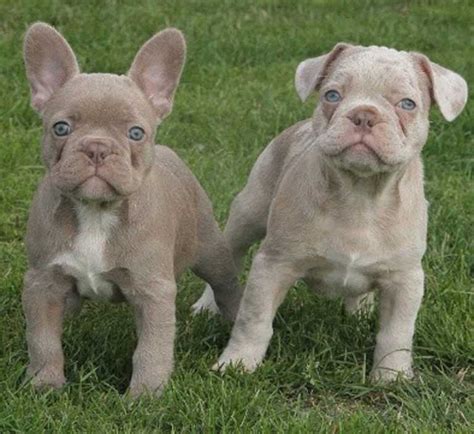 He is friendly and very playful. Blue Merle French Bulldog - Everything You Wanted to Know ...