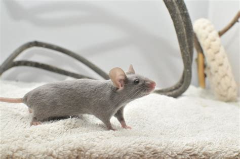 Pet Mice Breed And Varieties What Type Of Mice Are Your Pets Animallama